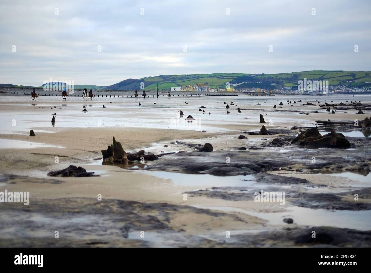 La foresta preistorica sommersa, Borth, Galles rivelato dai mari tempestosi Foto Stock