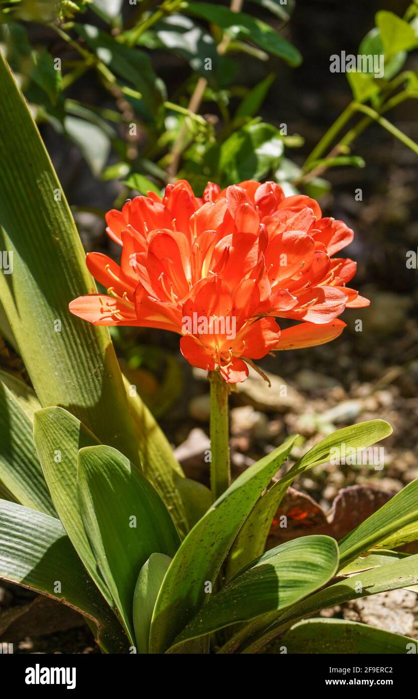 Bush Lily, Clivia miniata fiorente in un giardino. Foto Stock