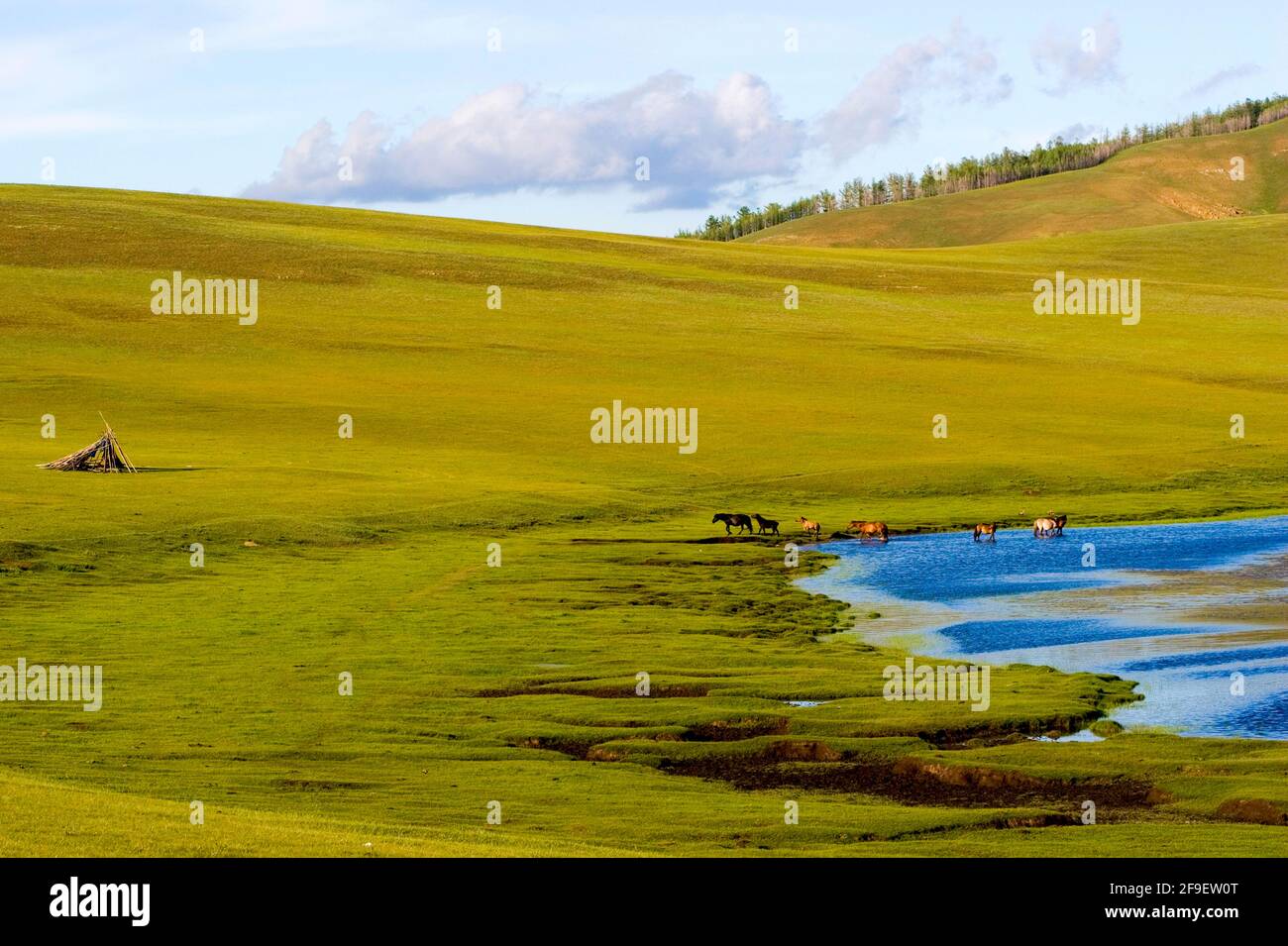 Cavalli nelle pianure aperte vicino Shiveet Manhan, Mongolia Foto Stock