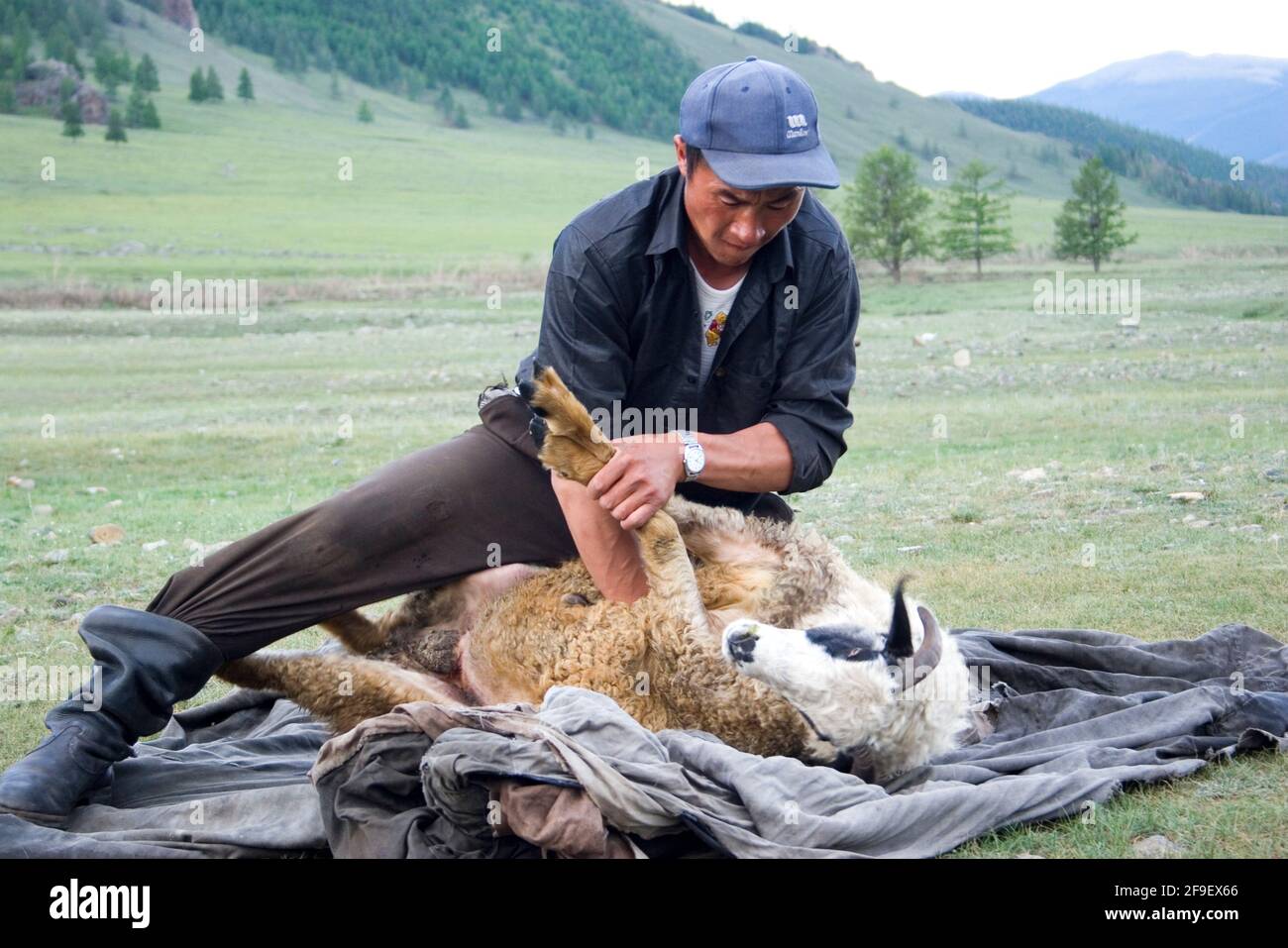 La macellazione di una pecora per la cena, Tsagaan nuur, Mongolia Foto Stock