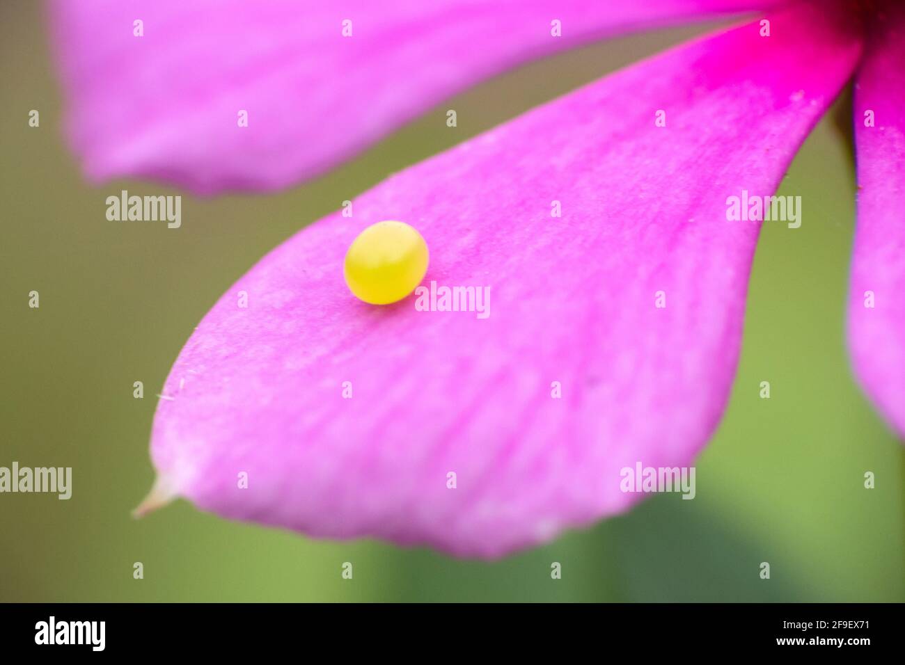 Un uovo della farfalla mormone comune attaccato ad a. Petalo di un fiore Periwinkle Foto Stock