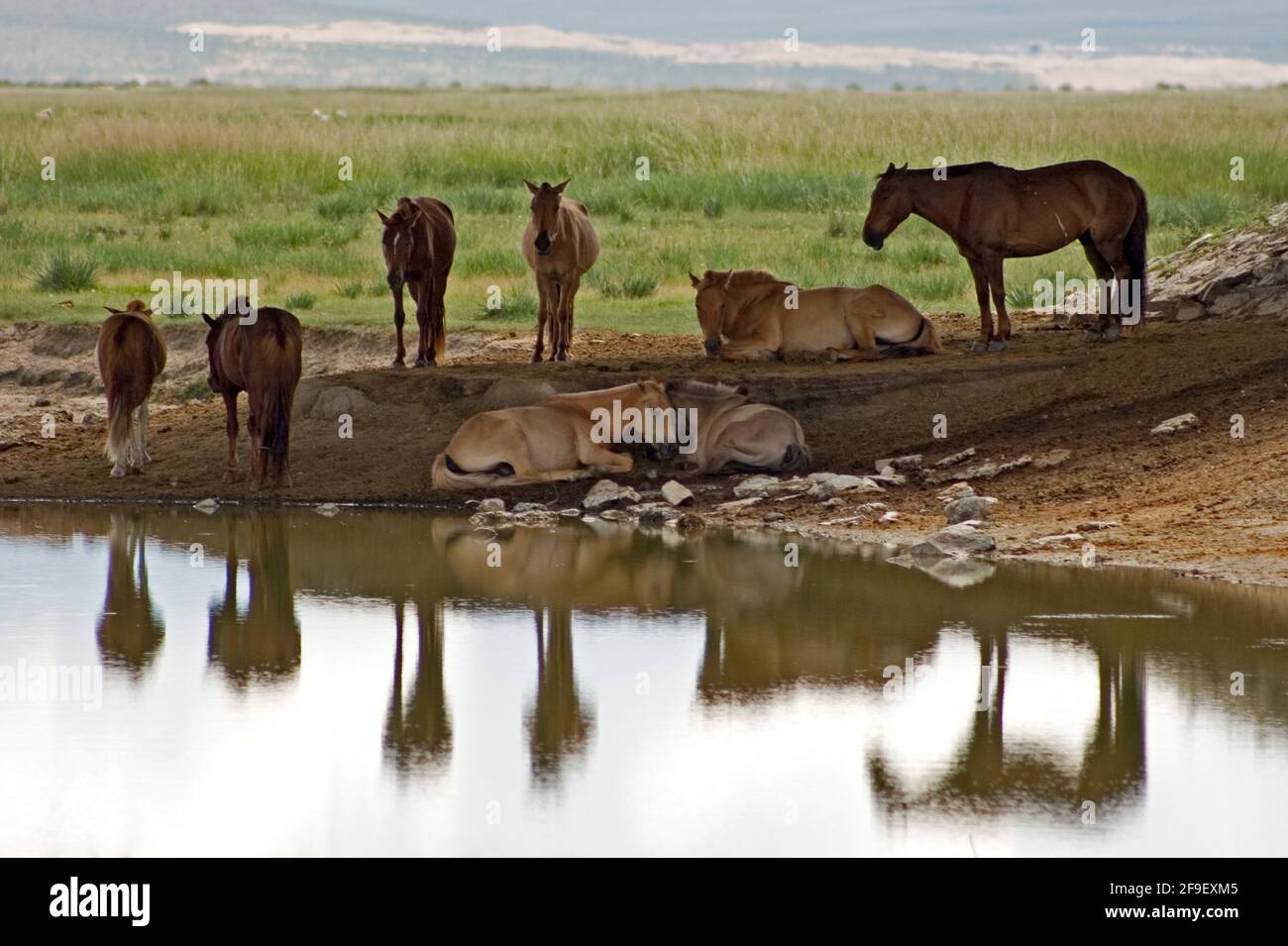 Cavalli che riposano in un piccolo lago nella Mongolia Altai, Mongolia Foto Stock