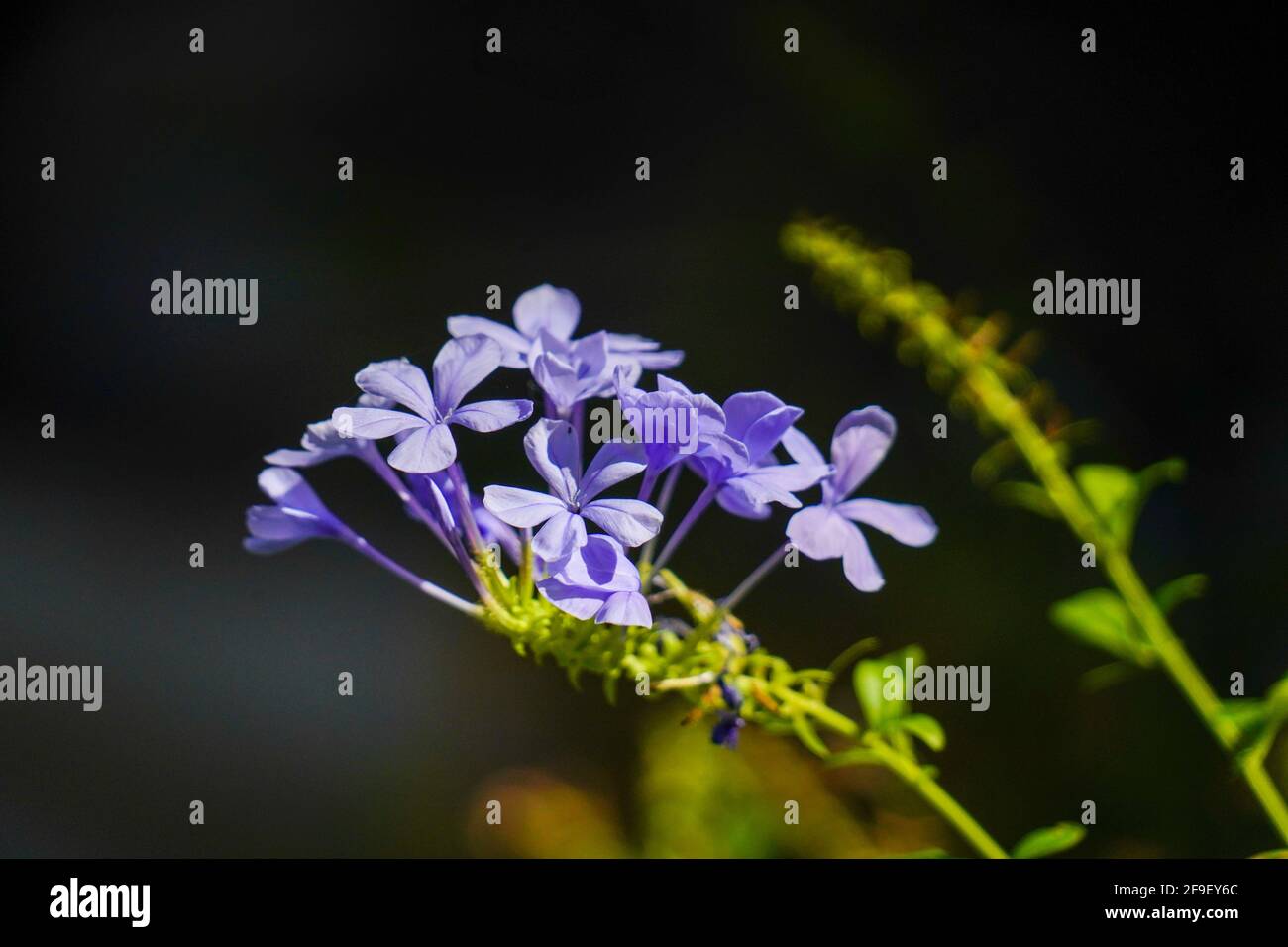 Primo piano di una fioritura Phlox divaricata, la flox azzurra, la flox dei boschi, o guglielmo dolce selvatico, è una specie di piante fiorite della famiglia po Foto Stock