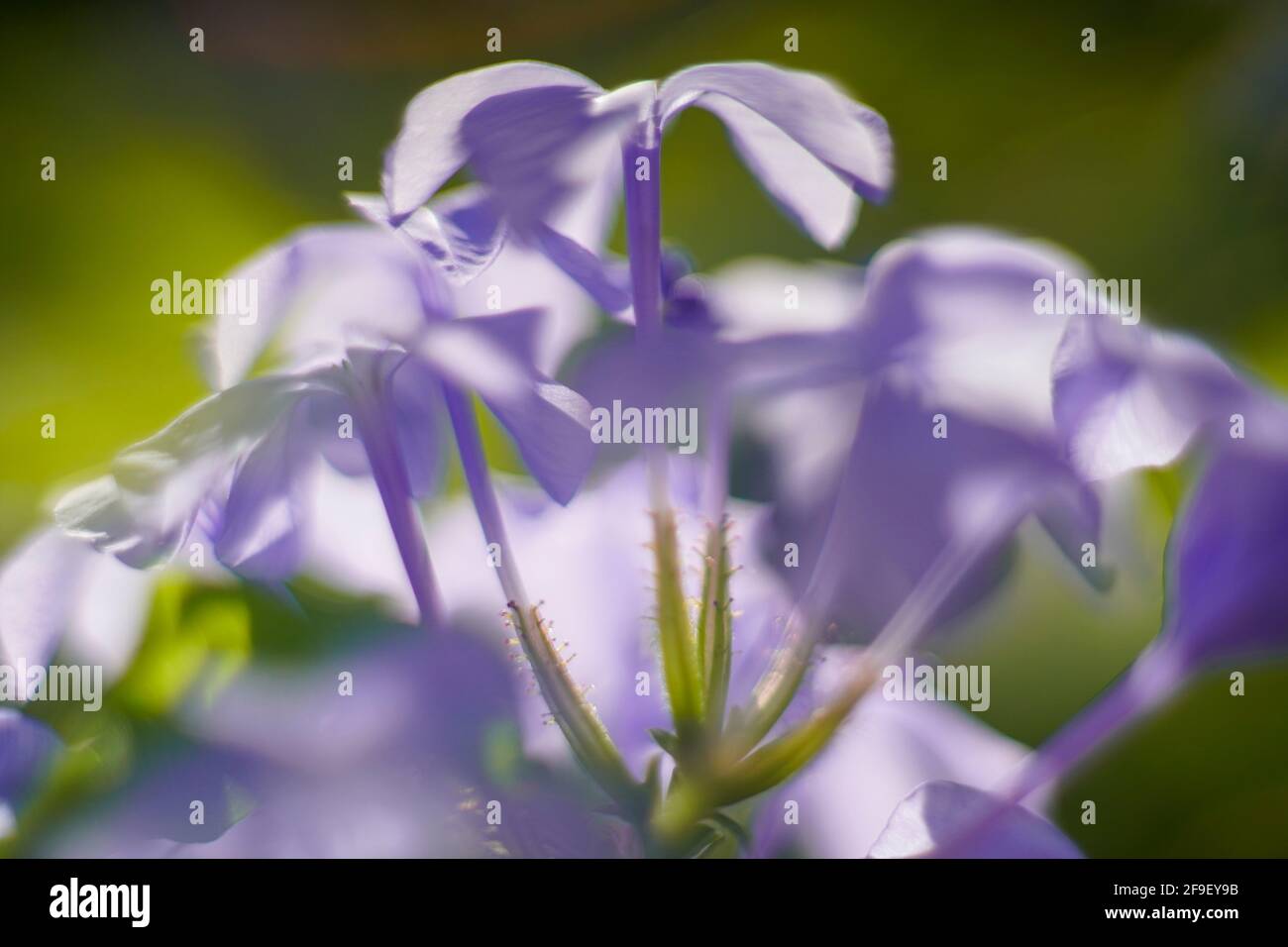 Primo piano di una fioritura Phlox divaricata, la flox azzurra, la flox dei boschi, o guglielmo dolce selvatico, è una specie di piante fiorite della famiglia po Foto Stock