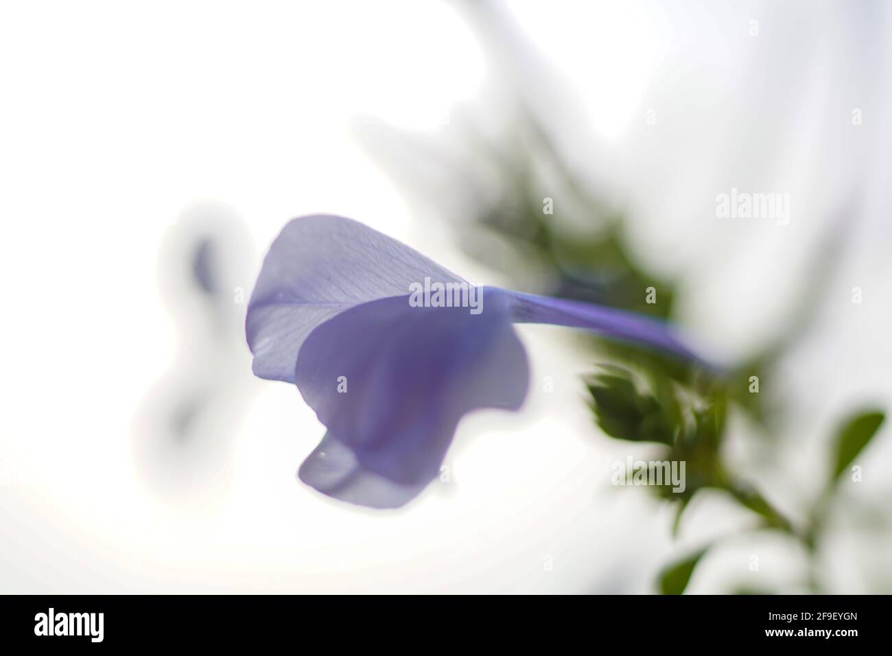 Primo piano di una fioritura Phlox divaricata, la flox azzurra, la flox dei boschi, o guglielmo dolce selvatico, è una specie di piante fiorite della famiglia po Foto Stock