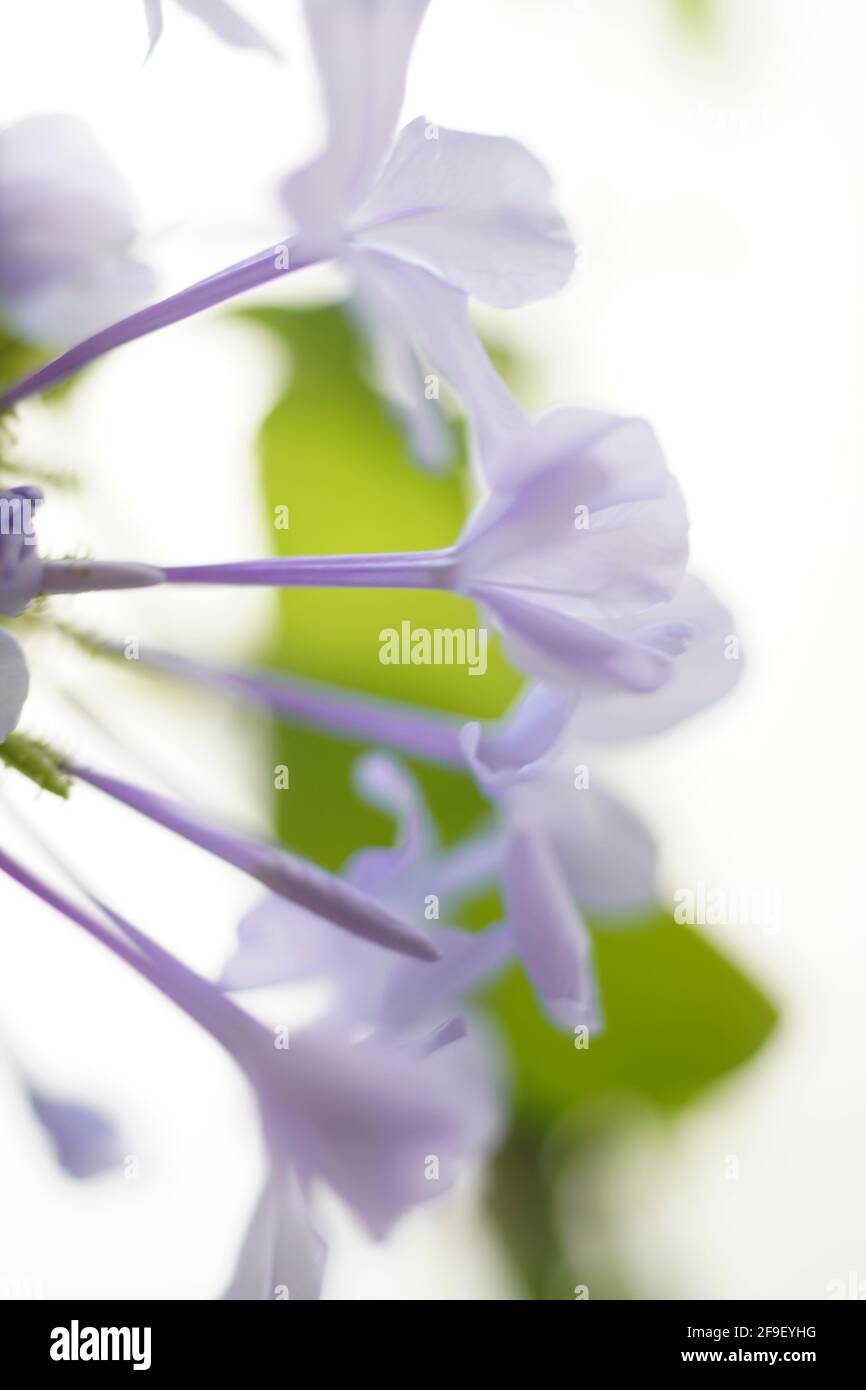 Primo piano di una fioritura Phlox divaricata, la flox azzurra, la flox dei boschi, o guglielmo dolce selvatico, è una specie di piante fiorite della famiglia po Foto Stock