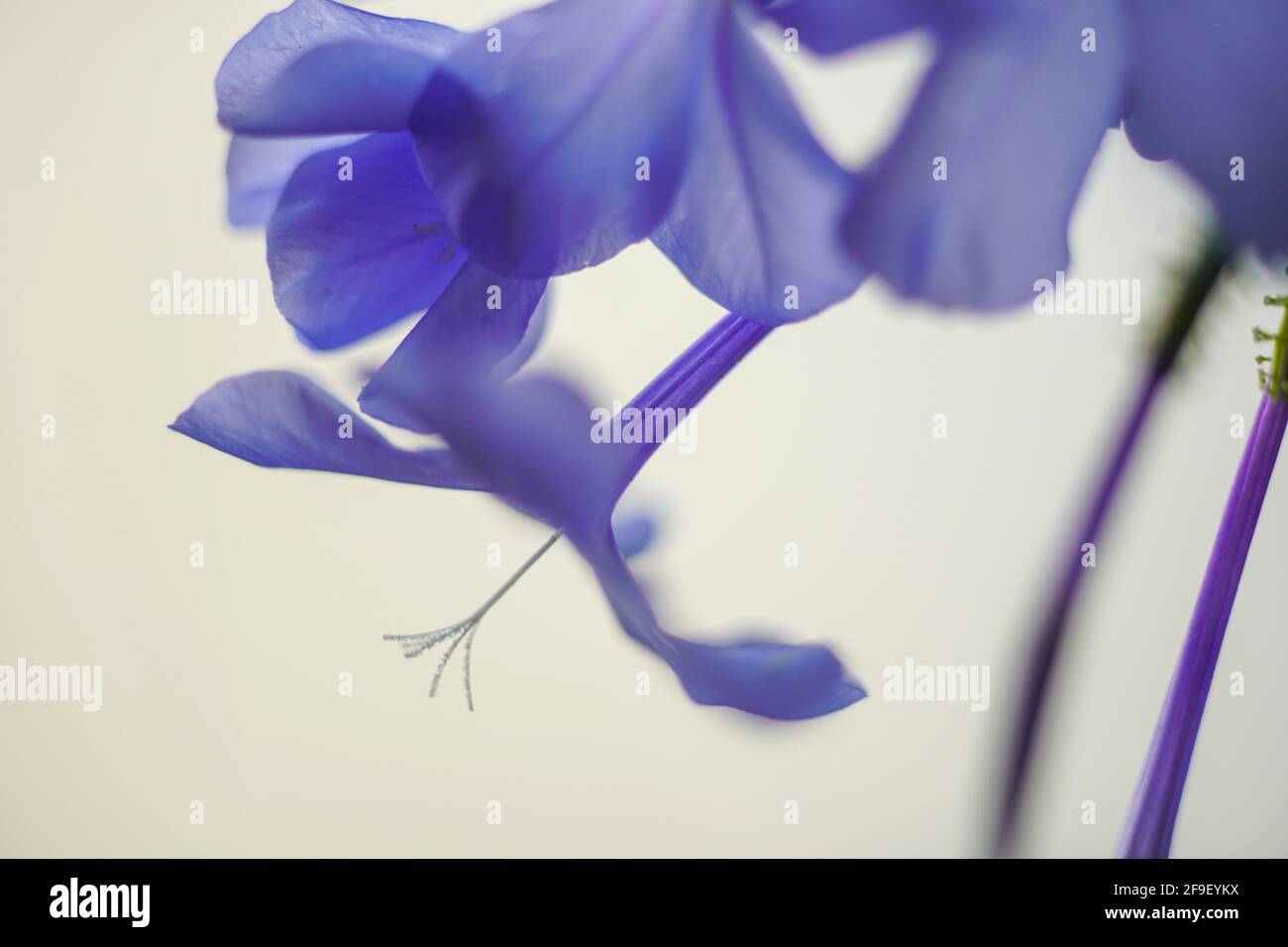 Primo piano di una fioritura Phlox divaricata, la flox azzurra, la flox dei boschi, o guglielmo dolce selvatico, è una specie di piante fiorite della famiglia po Foto Stock