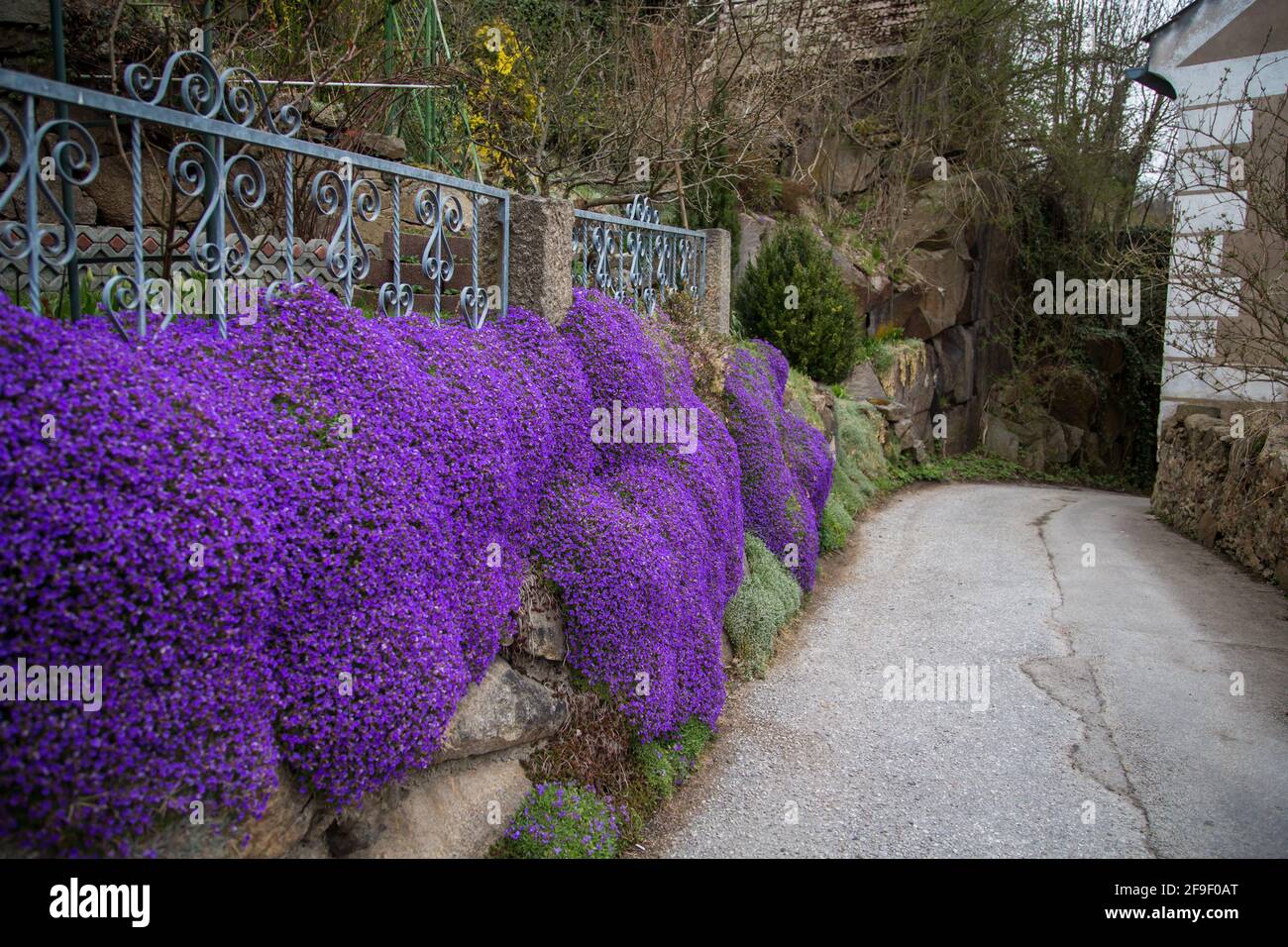 Giardino roccioso e fiori viola nella città di Weitra, Waldviertel, Austria - aprile 2021 Foto Stock