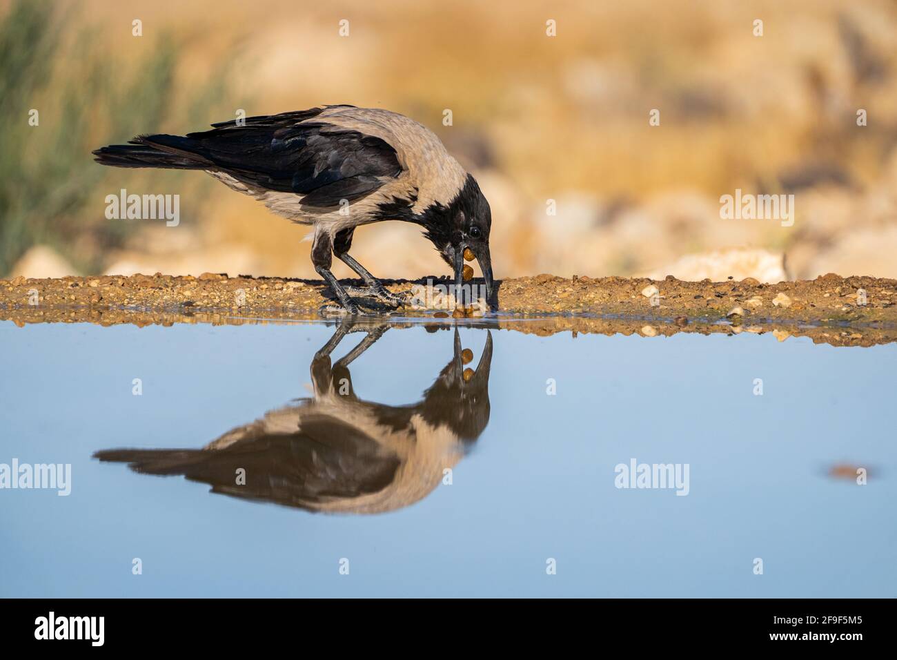 Corvo con cappuccio (Corvus cornix) vicino all'acqua il corvo con cappuccio è un uccello diffuso in gran parte dell'Europa e del Medio Oriente. È un onnivoro s Foto Stock