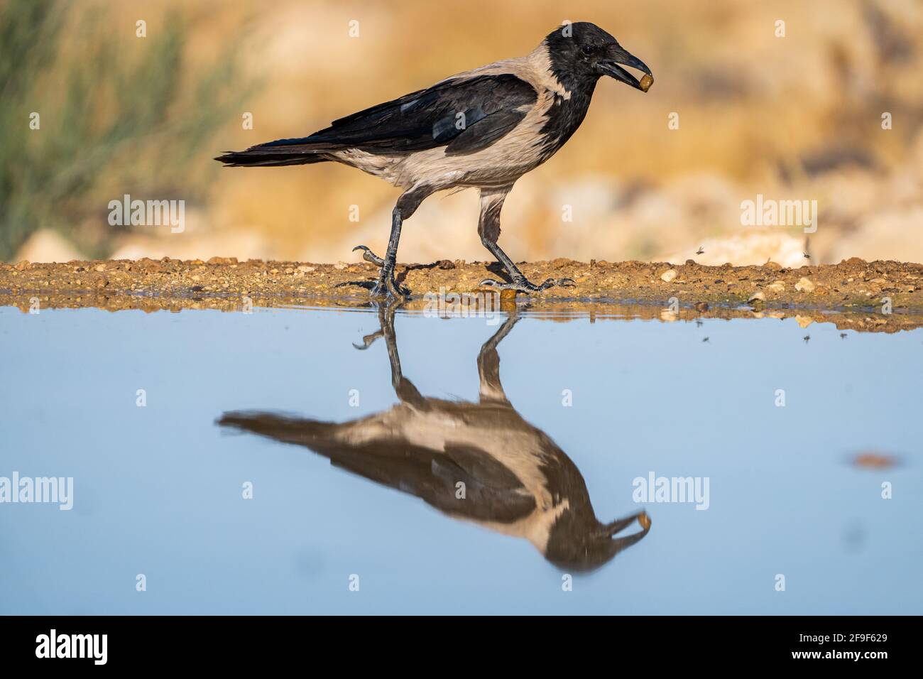Corvo con cappuccio (Corvus cornix) vicino all'acqua il corvo con cappuccio è un uccello diffuso in gran parte dell'Europa e del Medio Oriente. È un onnivoro s Foto Stock