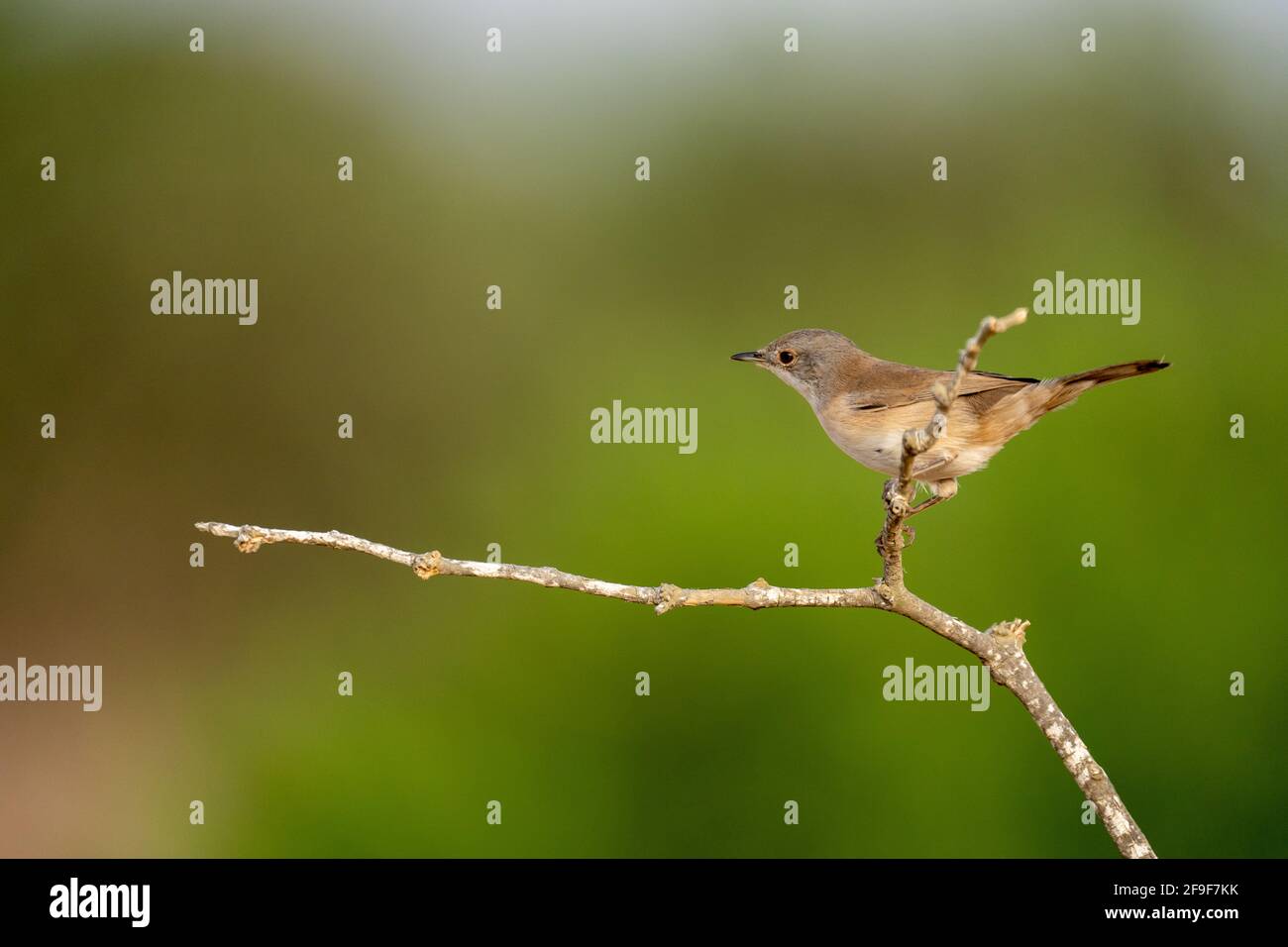 La Warbler sarda femminile, AKA Black Headed Warbler (Curruca melanocephala syn Sylvia melanocephala), è un comune e diffuso guerriero tipico da t. Foto Stock