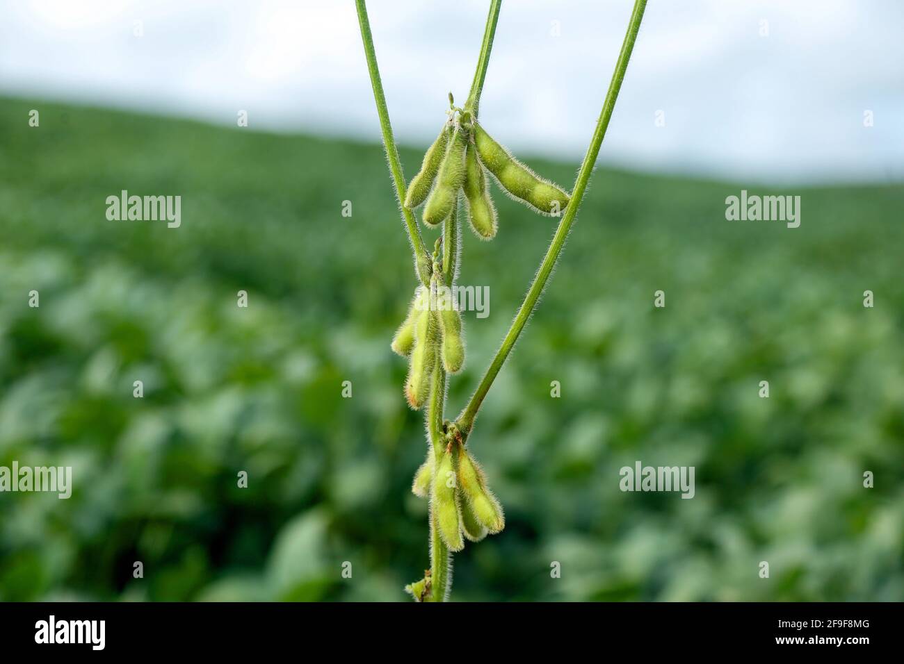 Raccolto di soia e piante di soia che crescono in file pronte per vendemmia Foto Stock