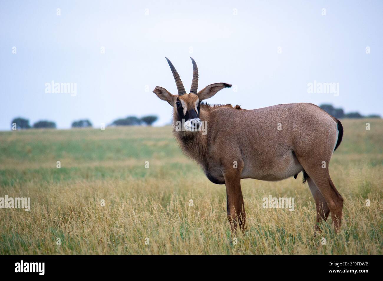 Roan antilope anche sotto la pioggia, Mokala National Park in Sud Africa Foto Stock