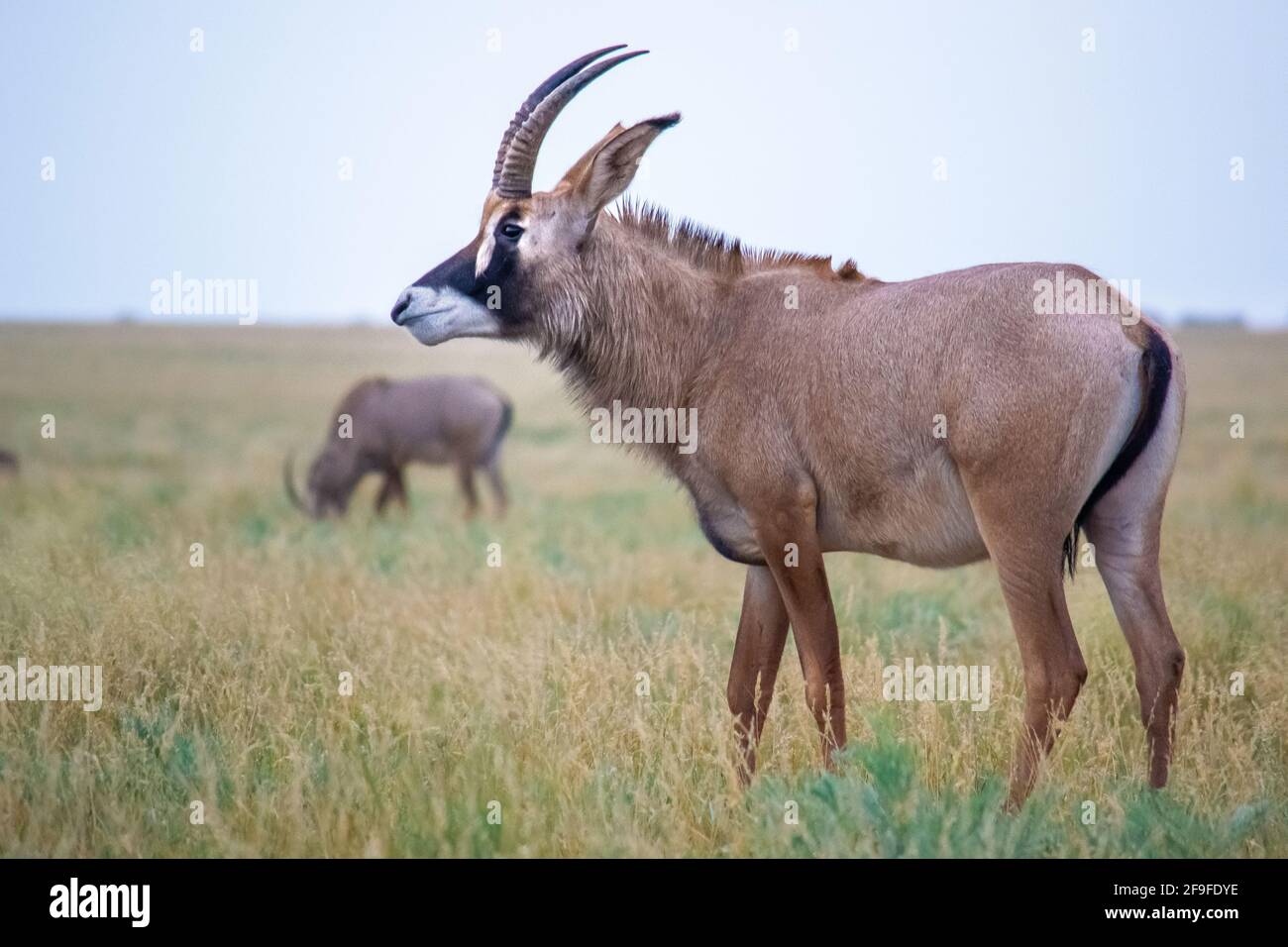 Roan antilope anche nel freddo, Mokala National Park in Sud Africa Foto Stock