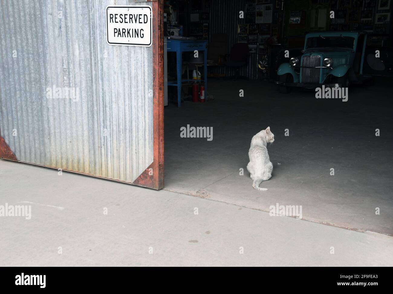 Vecchio gatto bianco seduto in parcheggio riservato porta al garage Foto Stock