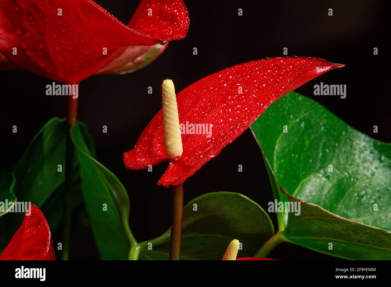 Il fiore rosso a forma di cuore  il fiore di fenicottero, Anthurium  andreanum, un simbolo di felicit maschile e benessere in casa. Chiusura  macro Foto stock - Alamy