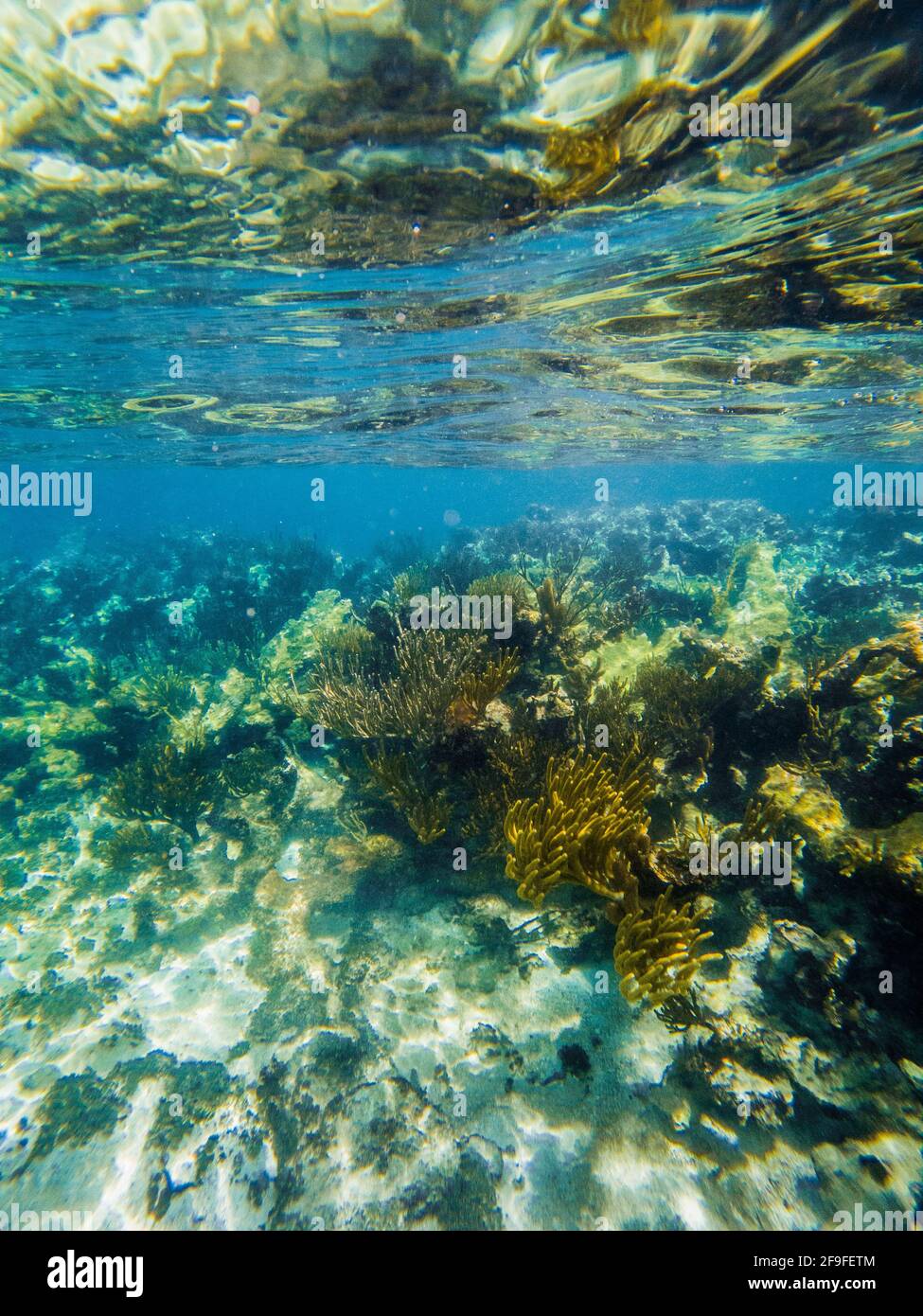 foto di snorkeling del corallo in messico con il colore sott'acqua Foto Stock