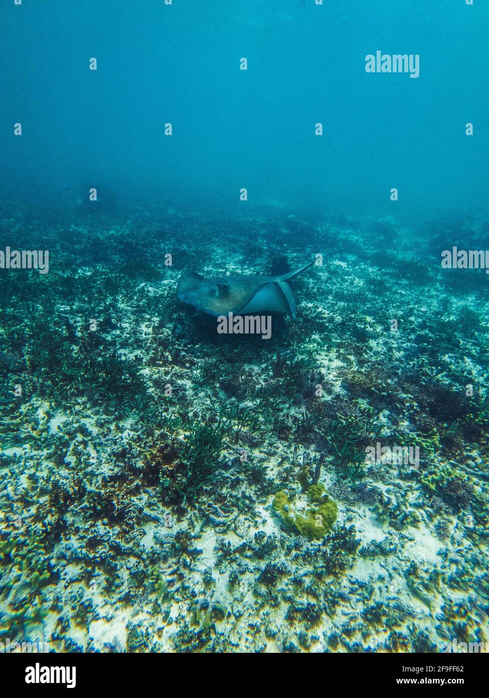 Stingray nella natura nuotare sott'acqua Foto Stock
