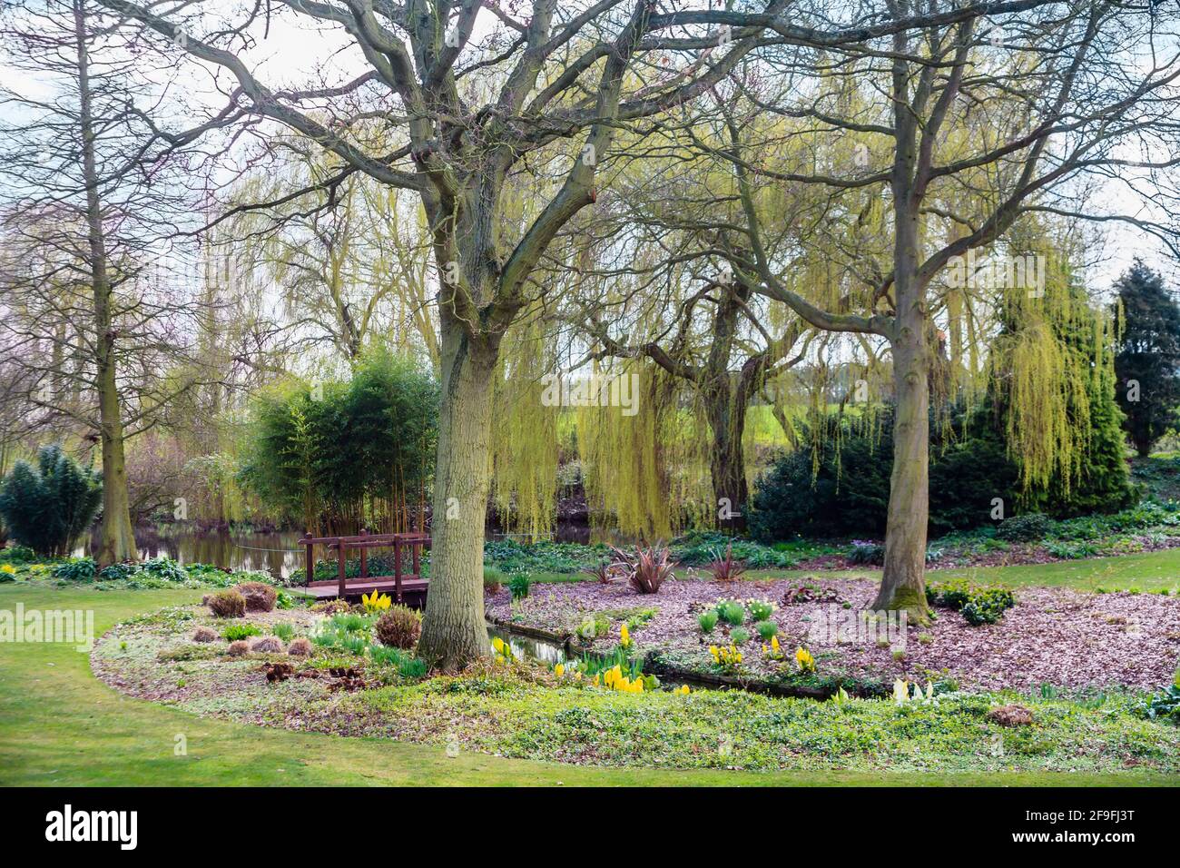 Vista generale del giardino di Beth Chatto con ruscelli, passerella in legno e un salice piangente (Salix babylonica) a Colchester, Essex in primavera Foto Stock