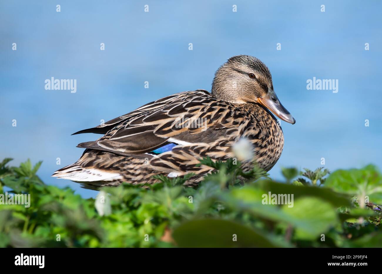 Vista laterale di una femmina adulta (gallina) Mallard Duck (Anas platyrhynchos) in piedi a terra in acqua a primavera nel Sussex occidentale, Inghilterra, Regno Unito. Foto Stock