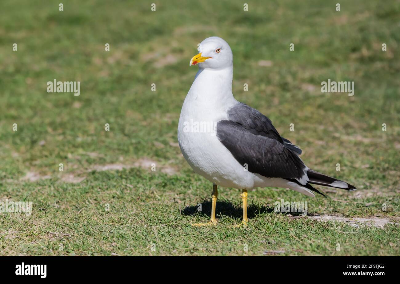 Vista laterale di un gabbiano adulto a bassa testa nera (Larus fuscus) a terra in primavera nel Sussex occidentale, Inghilterra, Regno Unito. Foto Stock