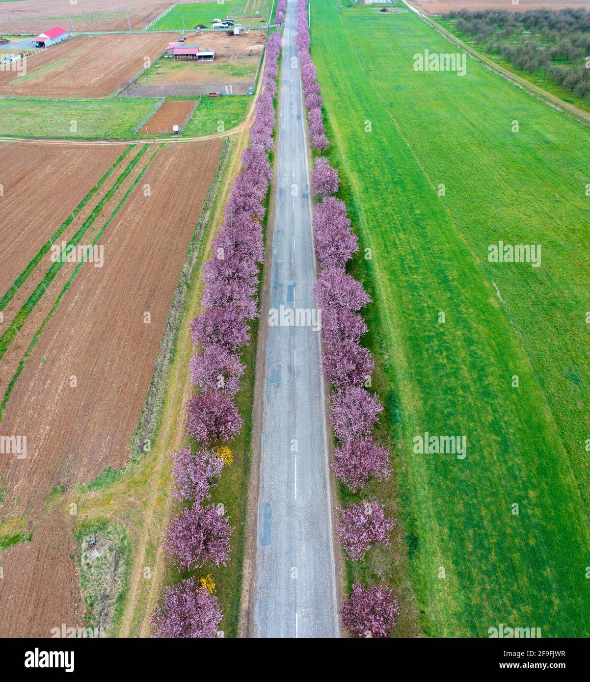 Berkenye, Ungheria - Vista aerea sugli splendidi alberi di prugne in fiore sulla strada. Paesaggio primaverile dell'alba, fioritura dei ciliegi. Foto Stock