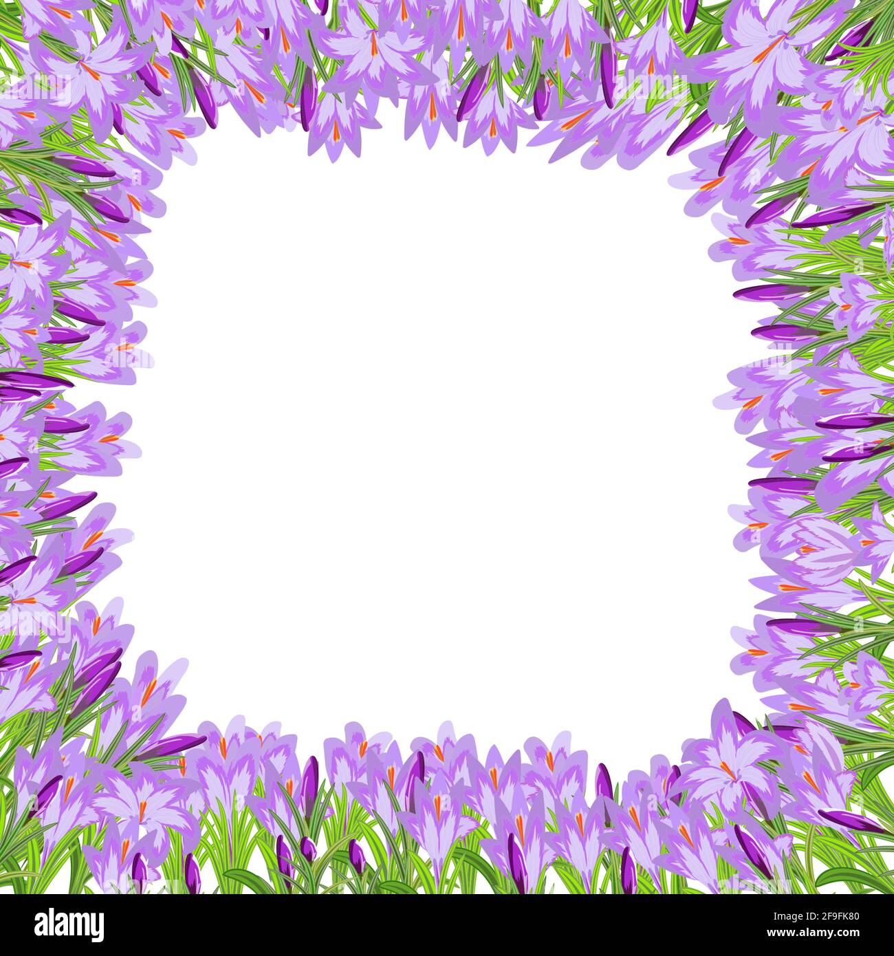 Cornice vettoriale quadrata di tendenza con croci a molla con colori viola e rosa su sfondo bianco. Modello di bella cornice crocuses per un invito, Illustrazione Vettoriale