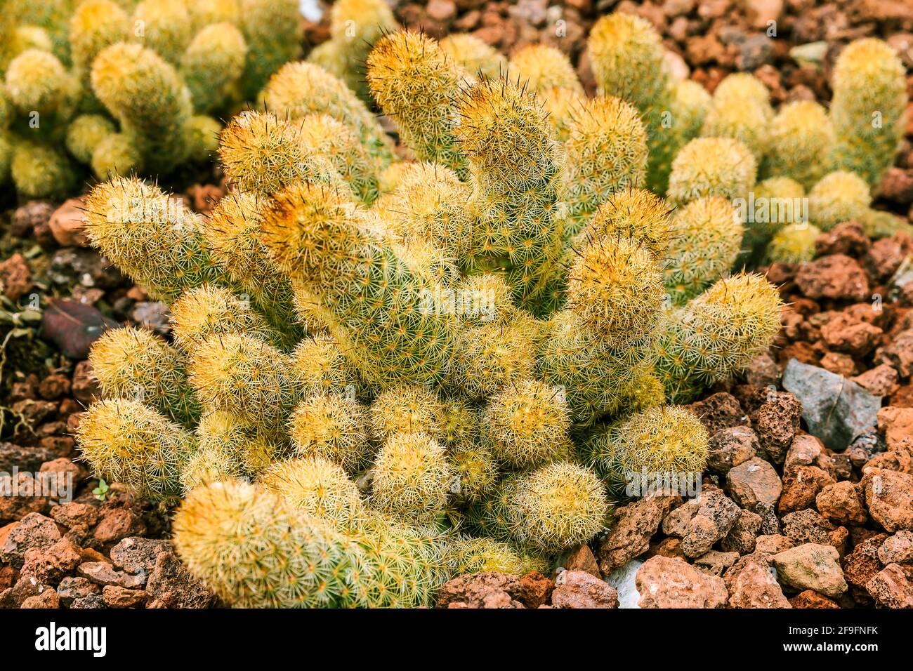 Dettaglio scatto di Mammillaria elongata cactus su terreno lapideo in autunno. Paese di origine Guanajuato Messico nelle Americhe. Molte spine luminose sul p Foto Stock