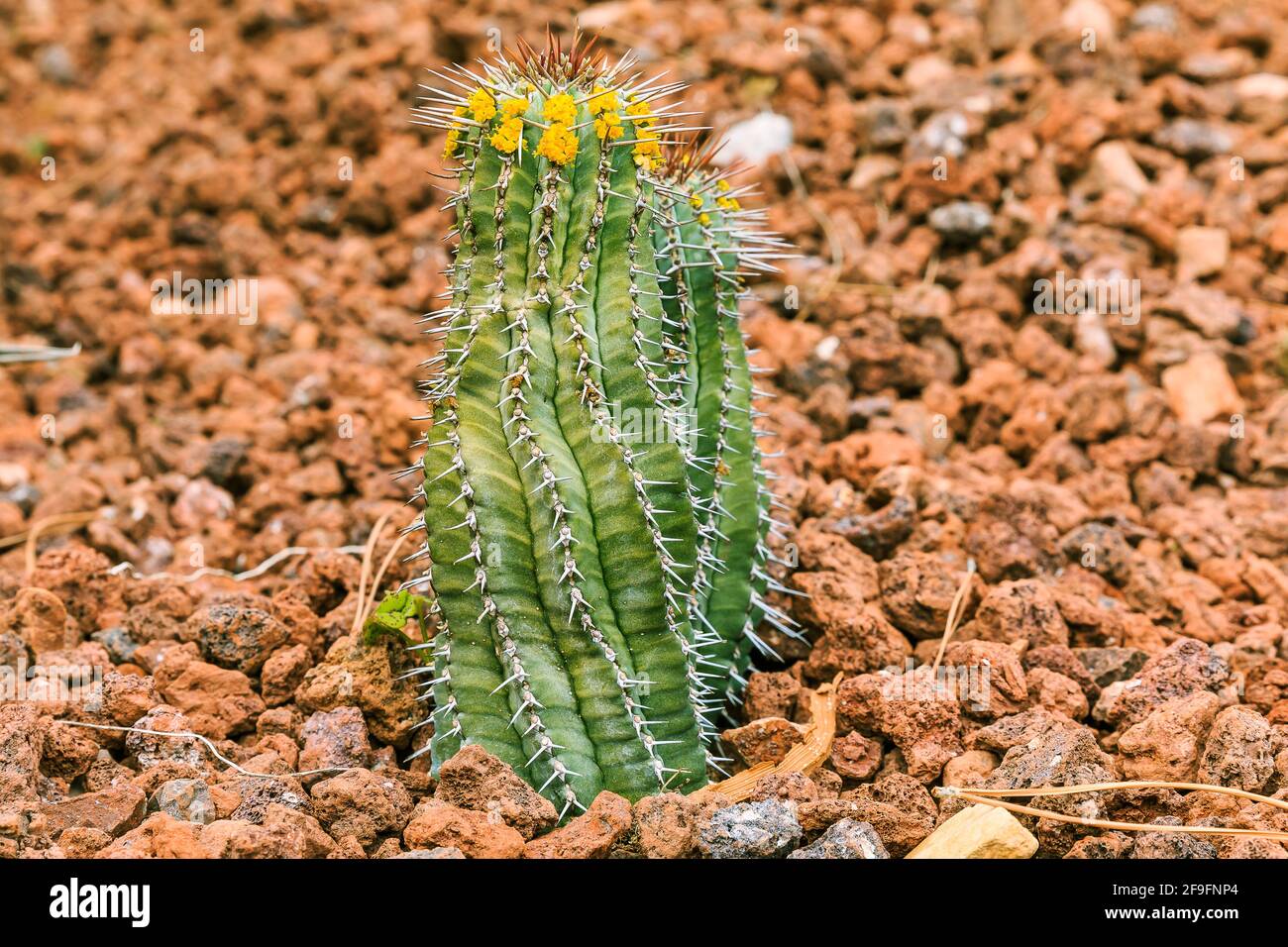 Cactus Euphorbia frutticosa Fossk Blu su terreno sassoso in autunno con spine sul gambo e fiori gialli. Paese d'origine Messico sull'americano Foto Stock
