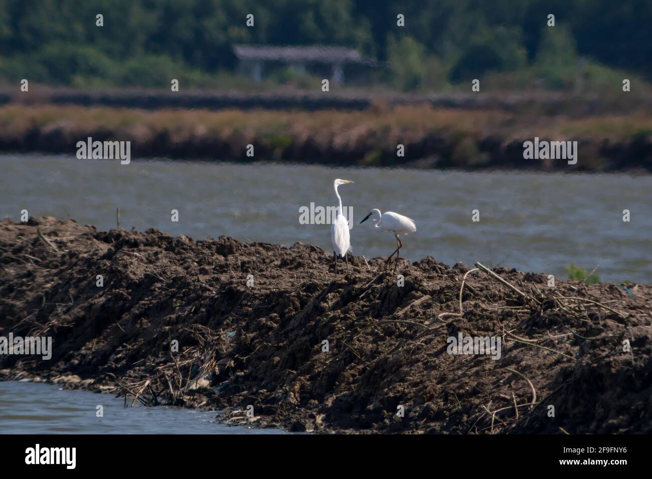 Il grande egret, o egret bianco, si leva sulla diga per preda. Foto Stock