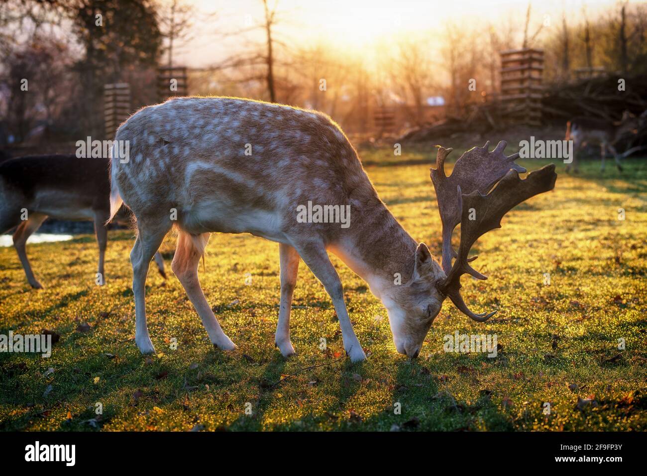 Un cervo con grandi antlers che pascolano al sole del mattino Foto Stock