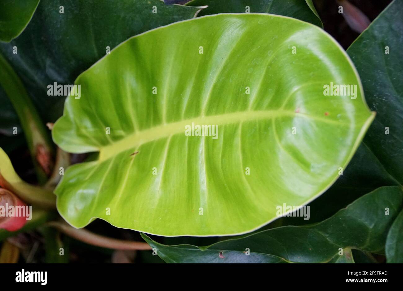 Primo piano della foglia verde lime di Philodendron Moonlight Foto Stock