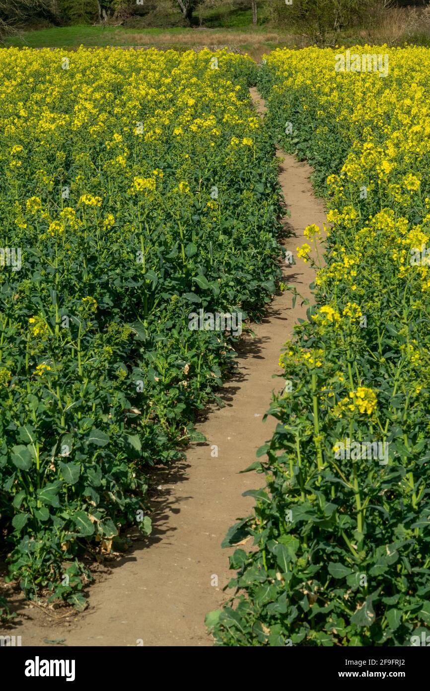 Ravizzone in fiore (Brassica napus subsp. Napus) nel campo di Norfolk Foto Stock