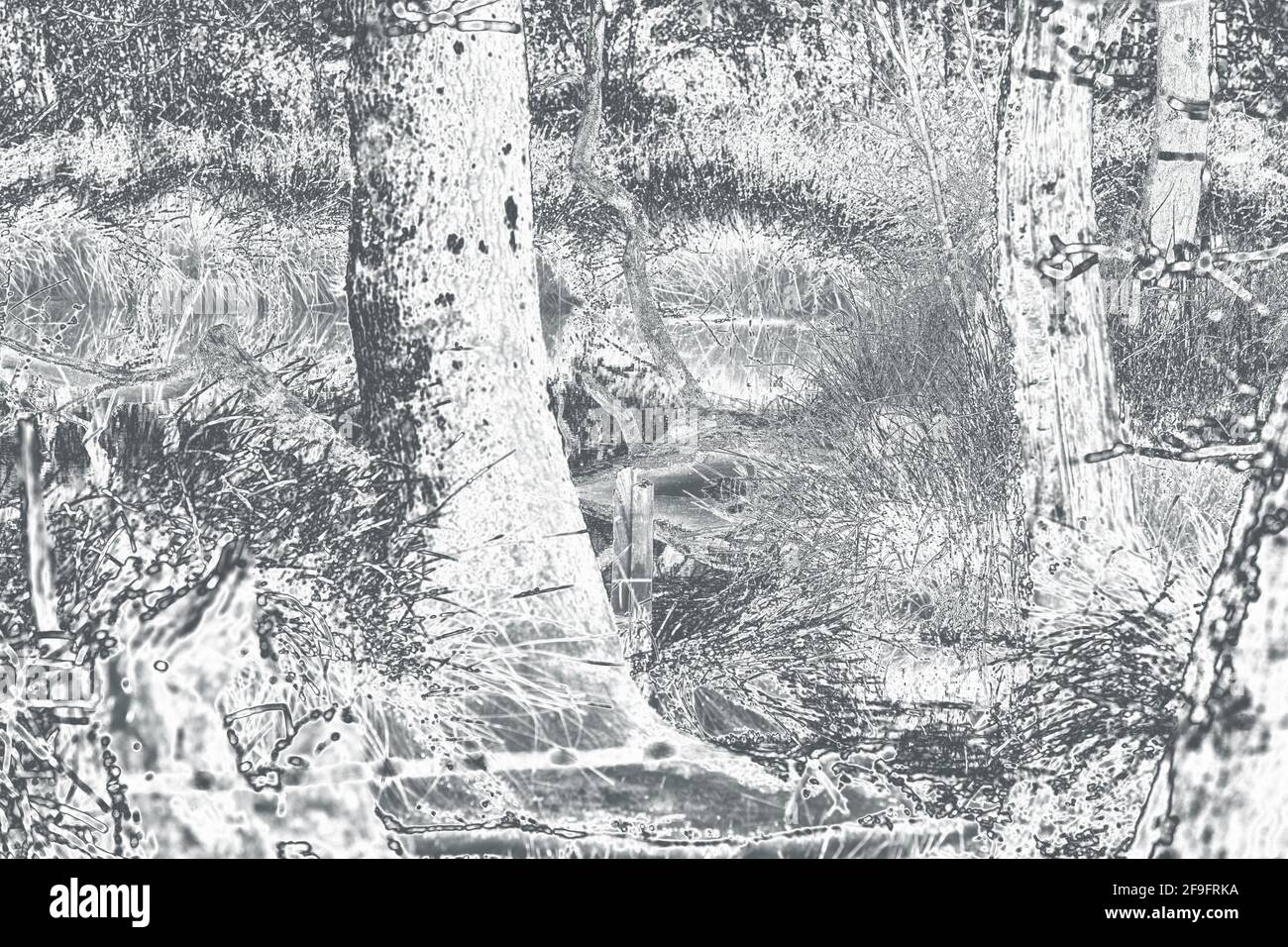 Duotone primo piano impressione di un bosco. Foto Stock