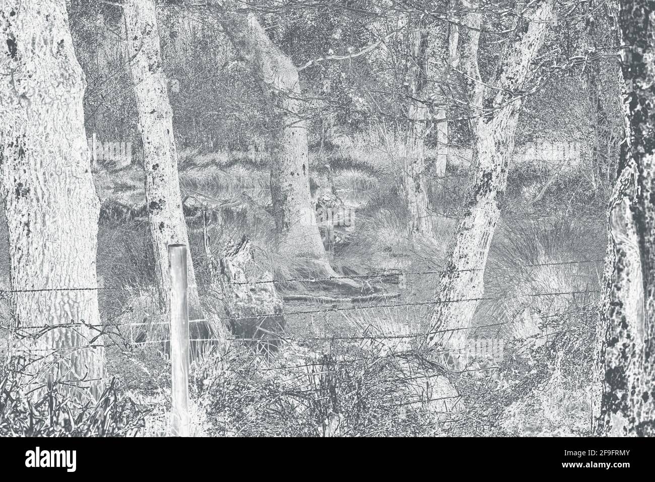 Duotone primo piano impressione di un bosco. Foto Stock