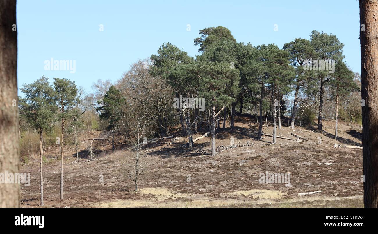 Heathland, a sud dell'Inghilterra, Regno Unito. Foto Stock