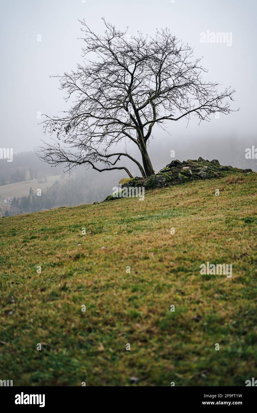 Vista misty di un albero solitario su un pascolo o prato. Erba verde pascolo, albero autunnale e nebbia intorno alle colline. Stand alone albero su un terreno roccioso erba Foto Stock