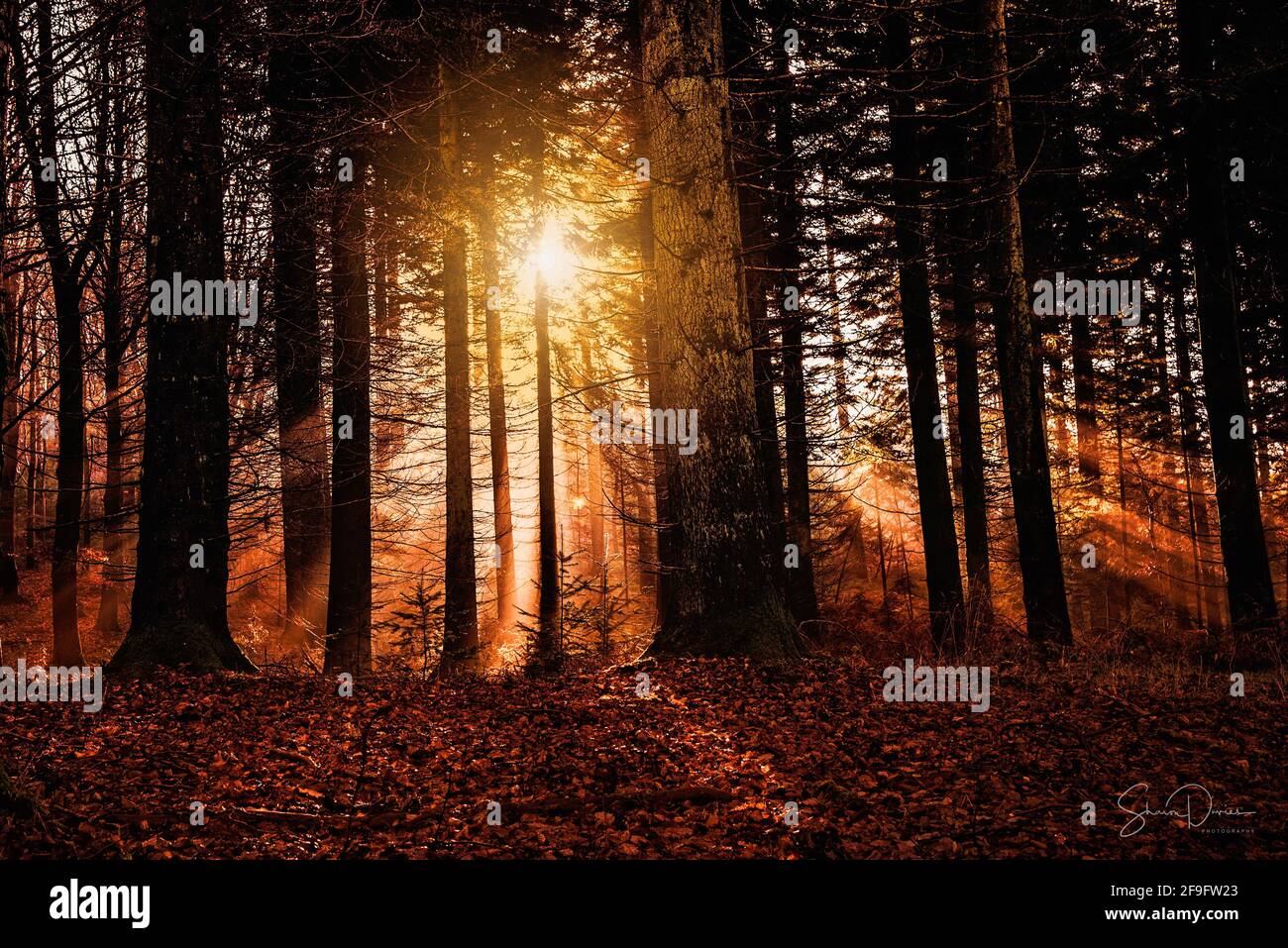 Autunno Foresta Tramonto Foto Stock