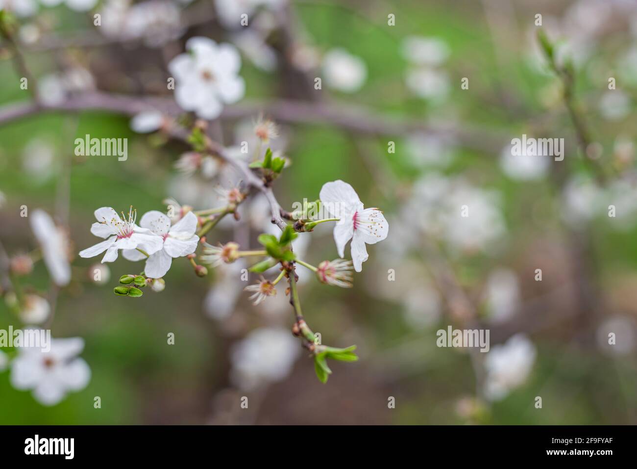 Fiori bianchi delicati e foglie giovani su un ramo di un albero di mela. Primavera in giardino. Messa a fuoco selettiva. Foto Stock