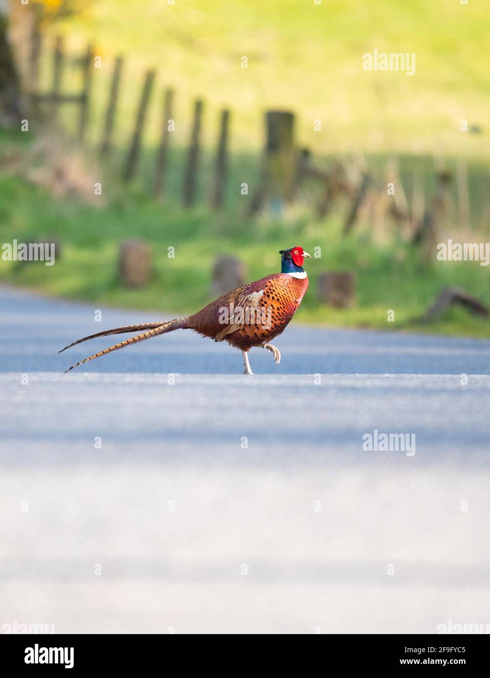 Maschio anello fagiano a collo attraversando una strada di campagna a Stirling, Scozia, Regno Unito Foto Stock