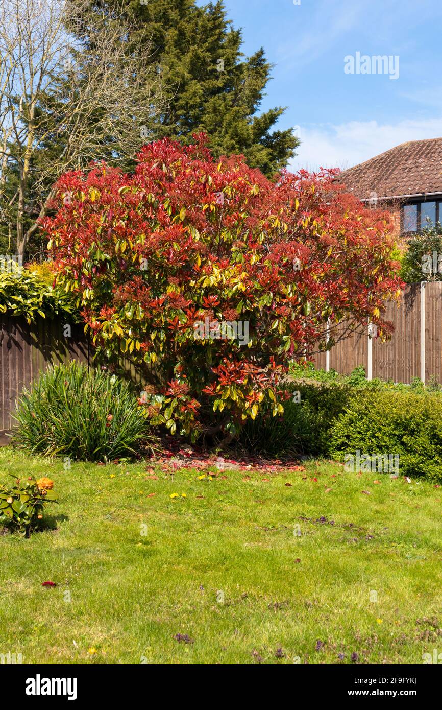 Photinia rosso robin grande pianta arbusto, giardino uk Foto Stock