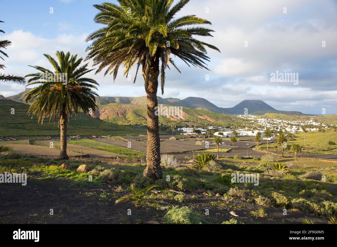 Haría, Lanzarote, Isole Canarie, Spagna. Vista sul fertile paesaggio agricolo nella Valle delle Mille Palme. Foto Stock