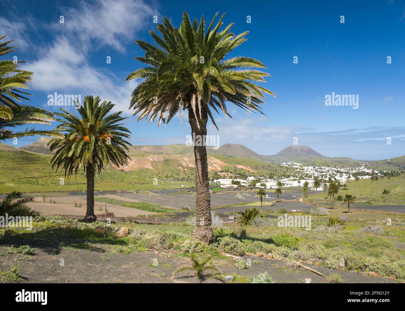 Haría, Lanzarote, Isole Canarie, Spagna. Vista attraverso il fertile paesaggio vulcanico della Valle delle Mille Palme. Foto Stock