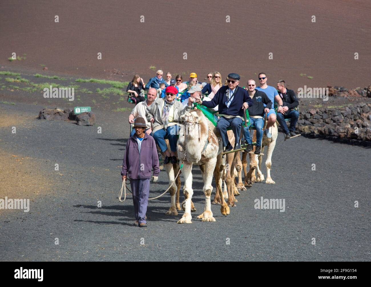 Parco Nazionale Timanfaya, Lanzarote, Isole Canarie, Spagna. Treno turistico a cammello nel paesaggio vulcanico. Foto Stock