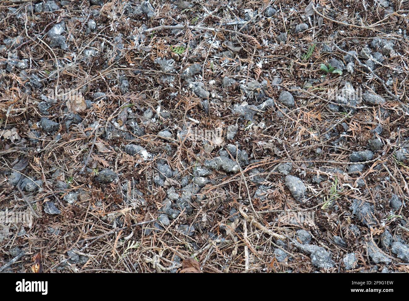 Pellet di gufo, gufo dalle orecchie lunghe, Waldohreule, Hibou moyen-duc, Asio otus, erdei fülesbagoly, Ungheria, Magyarország, Europa Foto Stock