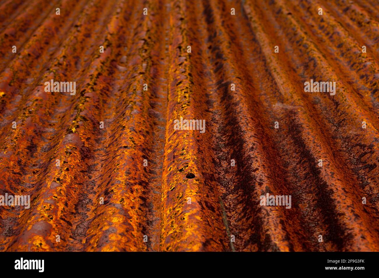 Lamiera di ferro corrugata arrugginita con ruggine arancione forte come un astratto che riempie l'intero telaio. Vista che guarda lungo la lunghezza o lungo l'ondulazione. Foto Stock