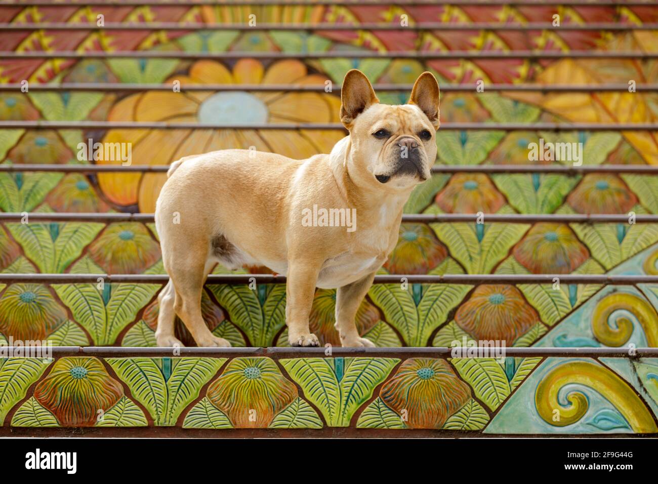 Curioso giovane maschio Tan Frenchie in piedi su scala mosaico piastrellata Nel nord della California Foto Stock