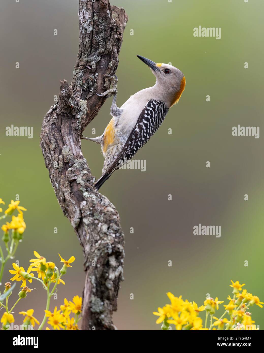 Il picchio dalla facciata dorata (Melanerpes aurifrons) si trova negli Stati Uniti meridionali, in Messico e in alcune parti dell'America centrale Foto Stock