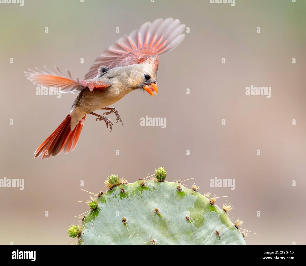 Cardinale del Nord (Cardinalis cardinalis) femmina, Laguna Seca Ranch, Rio grande Valley Texas, Stati Uniti Foto Stock