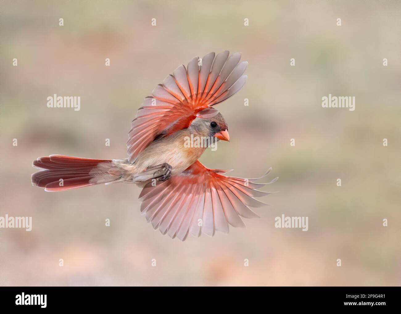 Cardinale del Nord (Cardinalis cardinalis) femmina, Laguna Seca Ranch, Rio grande Valley Texas, Stati Uniti Foto Stock